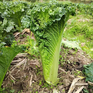 蔬菜孑 冬季 蔬菜绿青口大白菜种子种籽青麻叶秋天高产秋季 菜籽四季