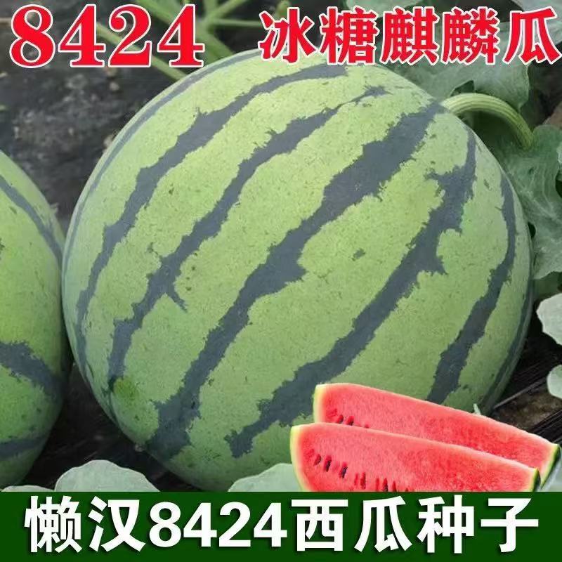 8424有籽西瓜种子高产巨型甜王