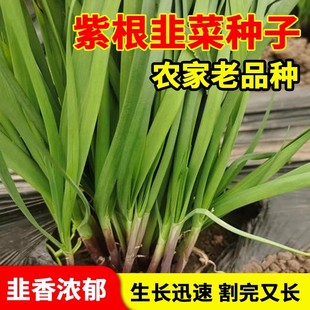 719雪韭王抗病速长香白根不休眠宽韭菜蔬菜种子菜园四季 种韭菜籽