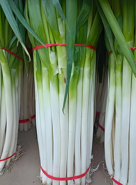 长白条大葱种子四季可种好种耐寒种籽当季农家蔬菜种孑耐热与抗寒