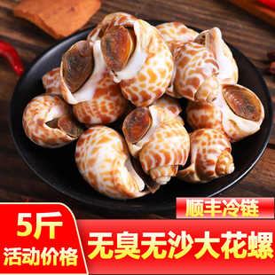 花螺鲜活特大新鲜冷冻海螺海鲜水产东风螺鲜冻冷冻特大号花螺商用