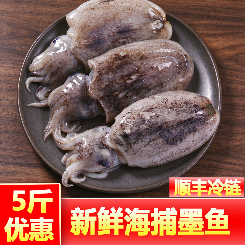 墨鱼鲜活冷冻新鲜大墨鱼墨鱼仔超大生鲜水产海鲜乌贼目鱼舟山海捕