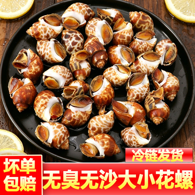 新鲜花螺鲜活冷冻海螺特大号香螺鲜冻东风螺海鲜水产捞汁小海鲜
