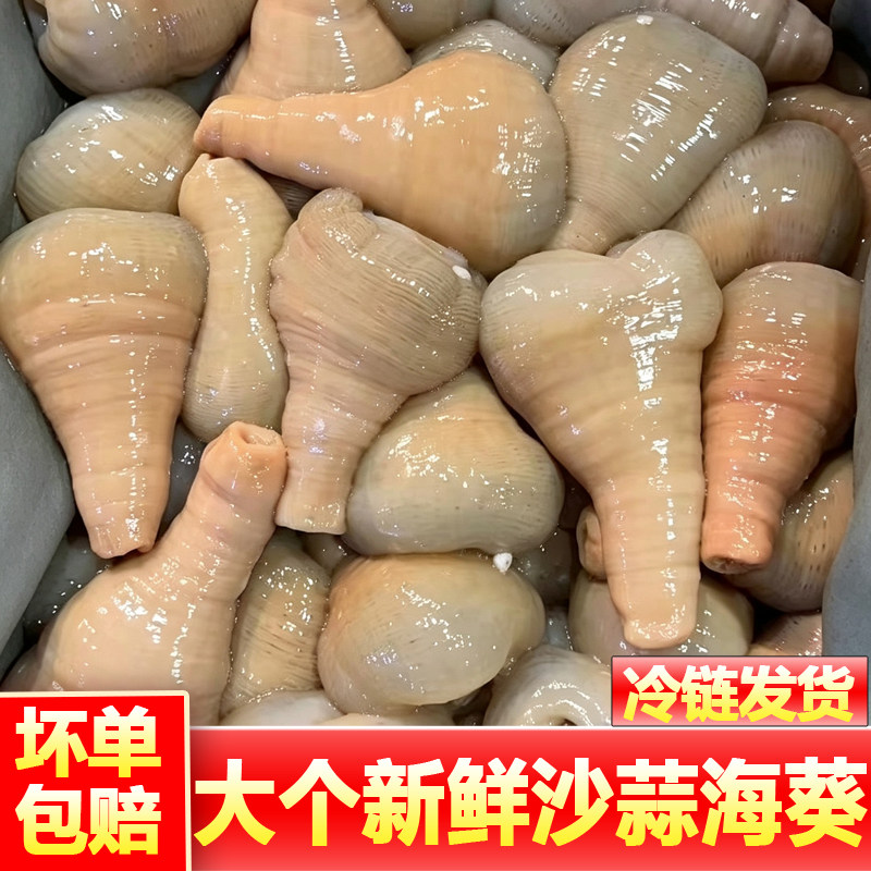 新鲜海葵鲜活冷冻食用精品海葵沙蒜豆面海鲜水产商用批发非即食图片