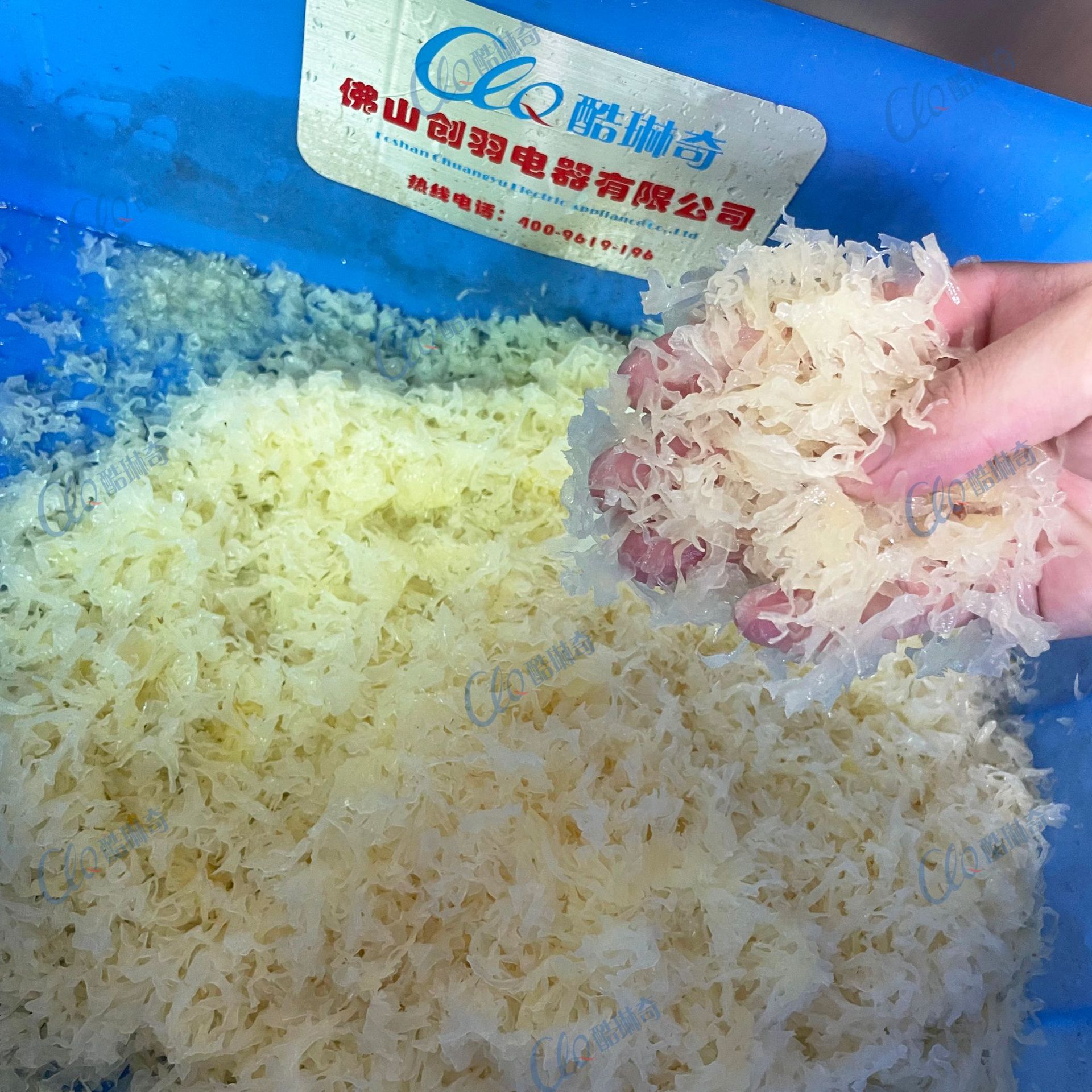 大型银耳切丝切丁机 大白菜青菜切段切块机多功能台湾切菜机