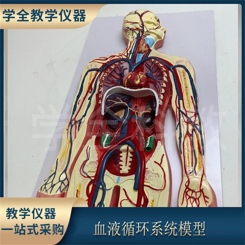 医学真人体血液循环系统模型心脏外科静脉神经血管解剖教具