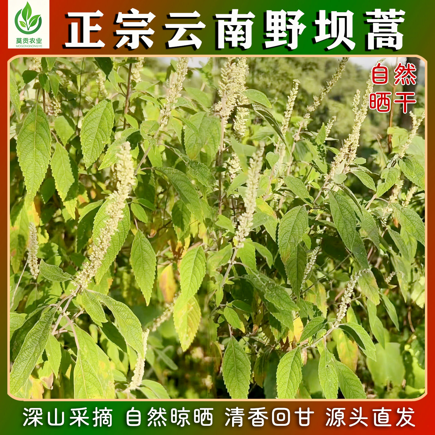正宗云南深山高海拔野坝蒿干货精选皱叶香薷凉茶2024新季采摘优品