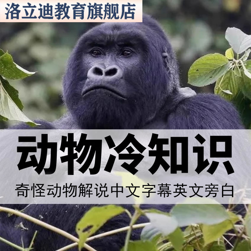 国外动物解说纪录片冷知识视频热门直播间背景视频猎奇素材拉停留