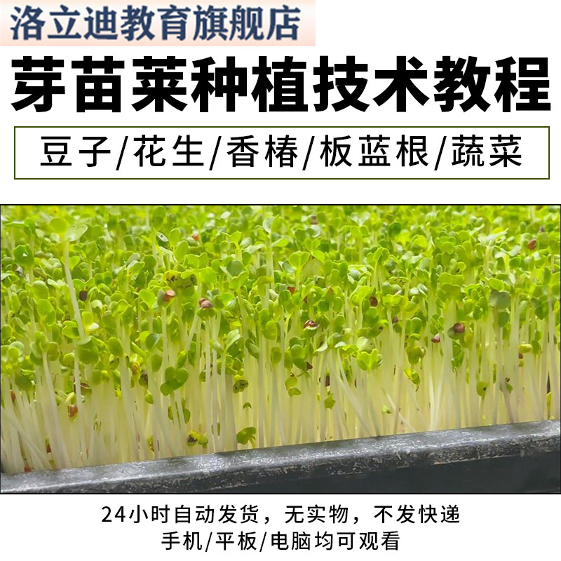 芽菜种植技术 种植芽苗菜技术教学视频资料 芽苗无土栽培技术教程