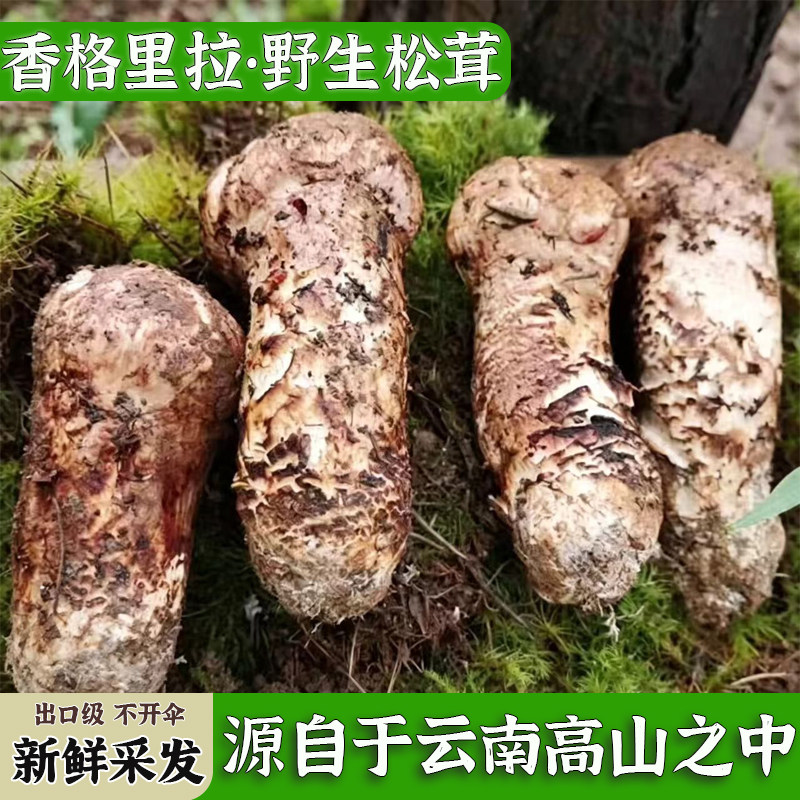 松茸菌新鲜野生松茸26年新货野生