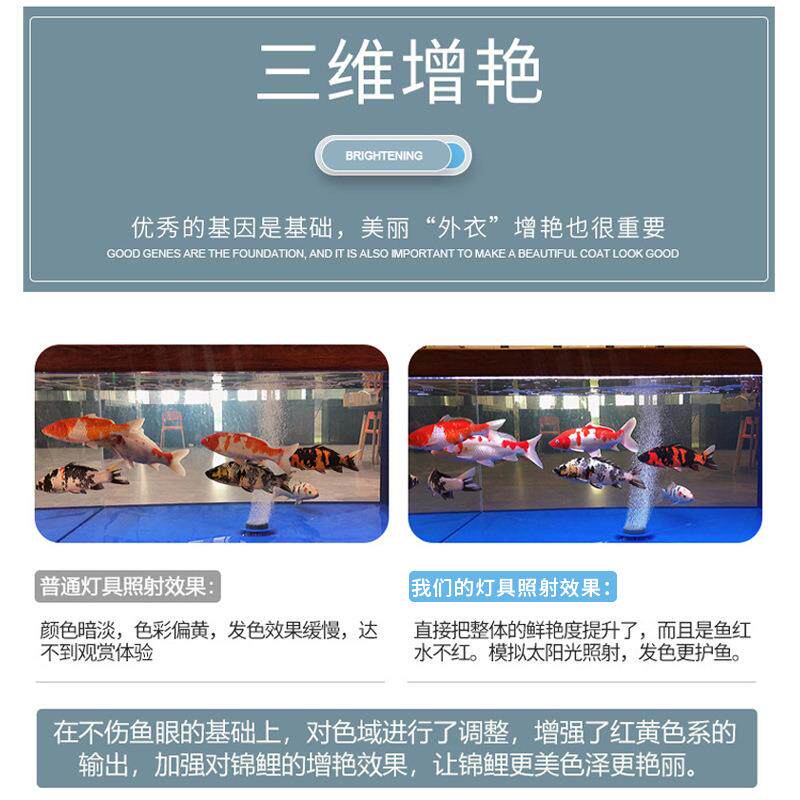 池锦无品牌/鲤鱼增防水灯艳大功率100w水族水草灯LED鱼明缸照灯鱼