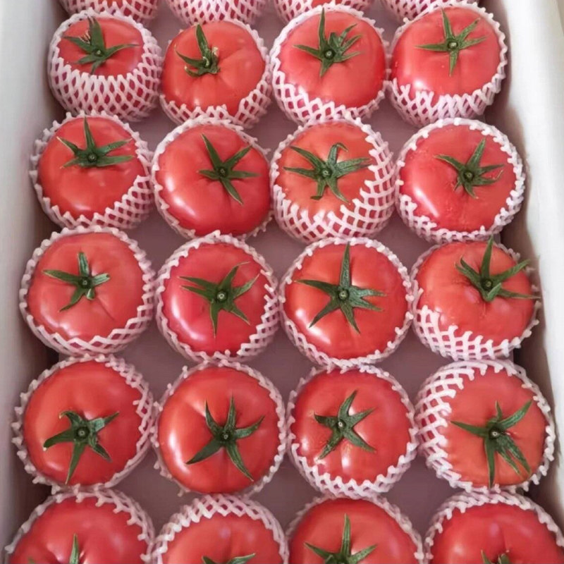 普罗旺斯西红柿新鲜自然熟山东草莓柿子水果生吃沙瓤番茄4.5斤装,水产肉类/新鲜蔬果/熟食,番茄,淘宝优惠券,粉丝福利购,淘宝优惠卷