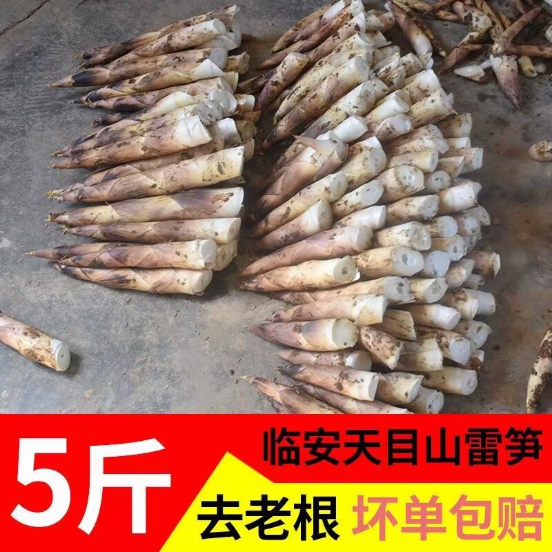 雷笋新鲜冬笋竹笋雷竹笋油焖笋腌笃笋现挖农家蔬菜春笋5斤小笋