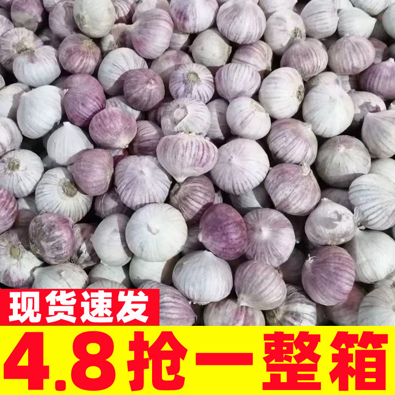 云南大理独头蒜紫皮大蒜新鲜