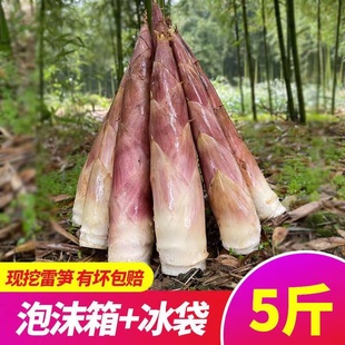 正宗福建建瓯现挖农家雷笋3-5斤装毛笋脆嫩鲜小竹笋时令蔬菜冬笋