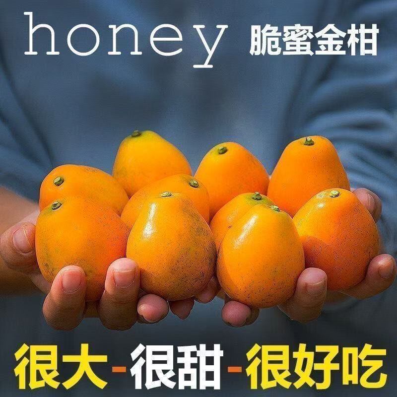 脆蜜金柑广西融安脆密金桔第三代纯甜多汁超甜皮薄果园现摘新鲜