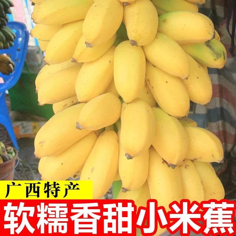 广西小米蕉现摘当季水果