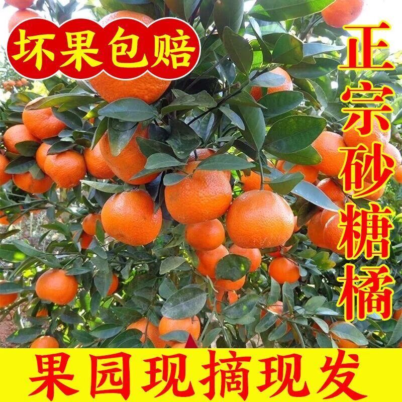 金秋砂糖橘广西现摘正宗沙糖