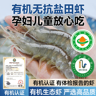 真有机无抗盐田大虾盐冻白虾活冻虾礼盒装 宝宝辅食新鲜冷冻2斤装