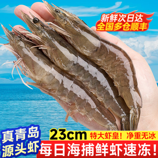 青岛大虾南美白对虾盐冻大海虾净重无冰鲜活速冻商用 当日鲜捕