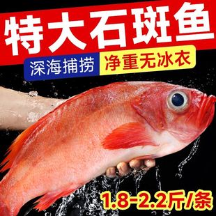 红石斑鱼新鲜海捕鲜活冷冻深海特大开背大眼红富贵鱼海鲜商用批发