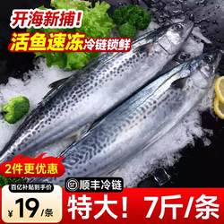 鲅鱼马鲛鱼新鲜冷冻青岛鲅鱼年货鲅鱼礼盒海鲜水产顺丰包邮大鲅鱼