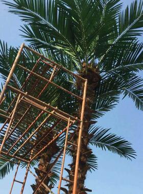 室内树外仿真公棕榈老AL59356人葵树观景仿真植物园绿化带装饰假