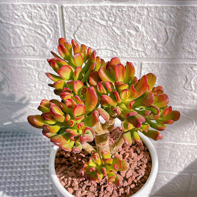 玉树多肉植物组合盆栽招财猫精品绿植吸财树大颗s稀有品种盆景老