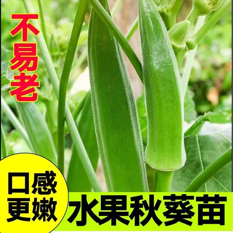 黄秋葵苗水果秋葵秧苗家庭阳台种植春夏四季播绿植物盆栽蔬菜苗孑