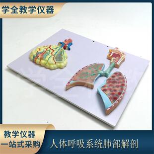 人体呼吸系统肺部解剖肺泡组织鼻口腔呼吸道结构放大浮雕医学模型