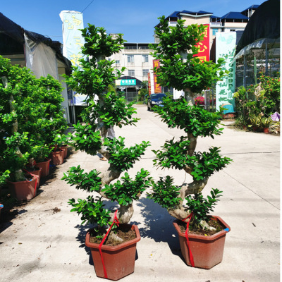 金钱榕小叶榕树S造型榕树盆景盆栽 绿植室外庭院阳台观茎植物