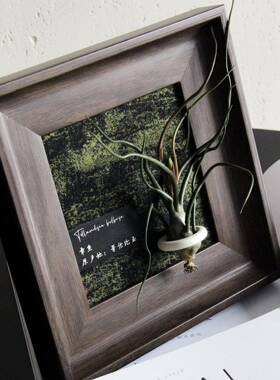 装空气凤梨装办公室绿植桌面装饰饰摆画现代简约相框摆件软OQZ绿