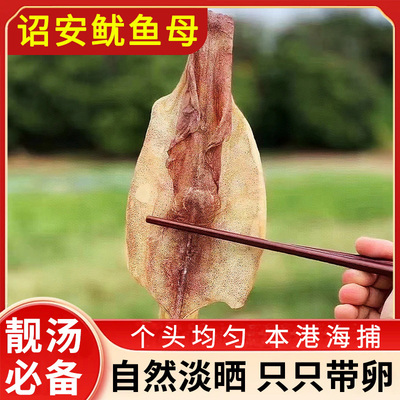 海石兄弟福建本港大卵籽鱿鱼母