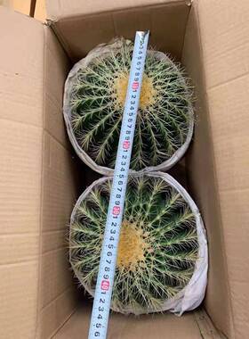 居家金琥绿栽植净物化空气小盆仙肉人球多植金琥2装