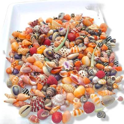 壳贝螺按斤卖菲律宾贝沙粉砂疆螺海贝芋螺宝01螺笋螺酸浆贝红色赤