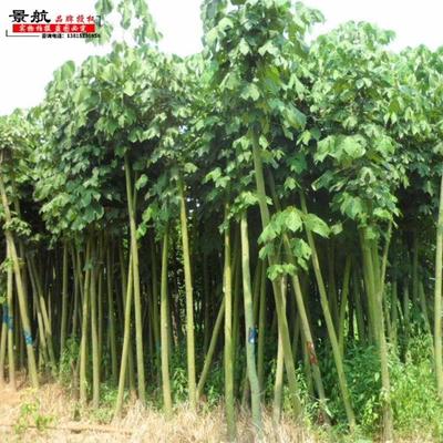 青桐梧桐青桐树苗中国梧桐梧桐树苗庭院别墅行道梧桐树风景观赏树