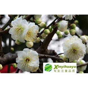 梅花苗梅花树苗白梅白梅花苗白梅花当年开花盆栽地栽梅花苗