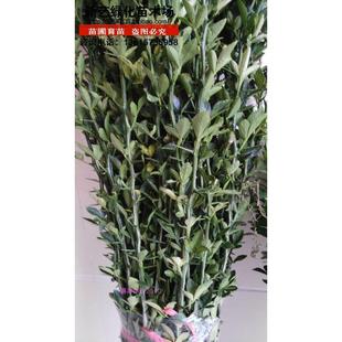 枳壳苗枸橘苗绿篱树苗篱笆刺树苗篱笆栅栏铁篱寨枳实苗嫁接用砧木