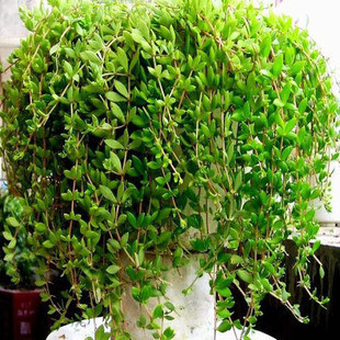 垂盆草万年草佛指甲半支莲地被草本四季常青观赏入药药材种子