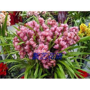 大花蕙兰盆栽花卉室内客厅庭院大型绿植花卉小神童红袍建兰花苗