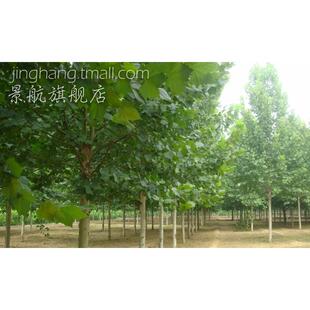 法桐树苗法国梧桐小苗法桐树小苗行道树悬铃木小苗绿化行道风景树