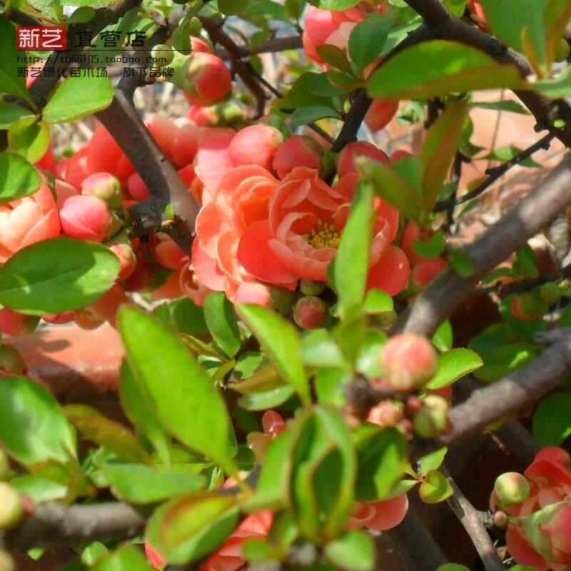 庭院花卉海棠垂丝海棠八棱海棠西府海棠贴梗海棠花色艳丽花姿优美