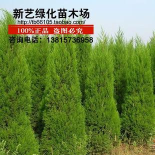 绿化苗木侩柏侩柏苗北京侩柏珍珠柏香柏宝塔松圣诞树四季常青绿化