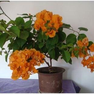 室内花卉盆栽地栽三角梅苗 攀援花卉重瓣3年苗盆栽三角梅大花植物