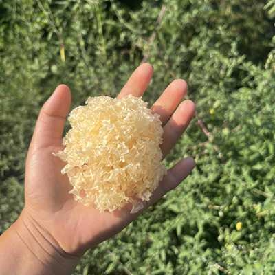 [呆呆精选]通江陈河头茬椴木银耳雪耳大朵