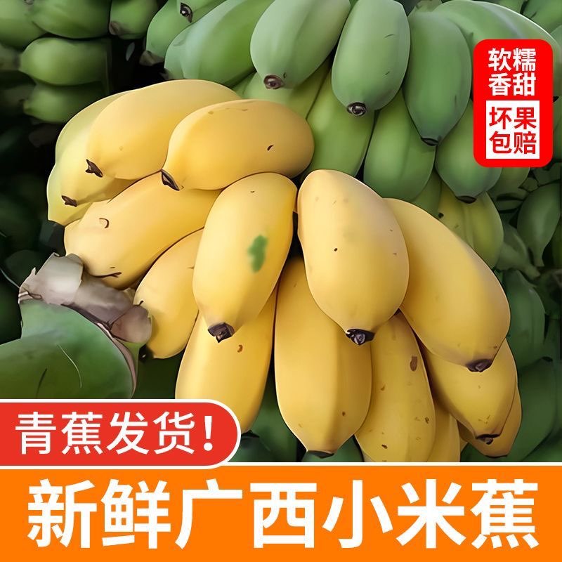 广西小米蕉当季水果新鲜