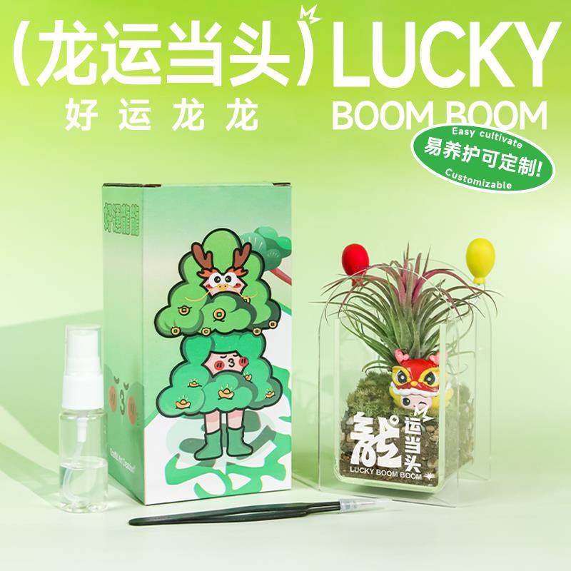 失控绿氧 空气凤梨桌面绿植摆件苔藓微景观办公室盆栽礼物送人