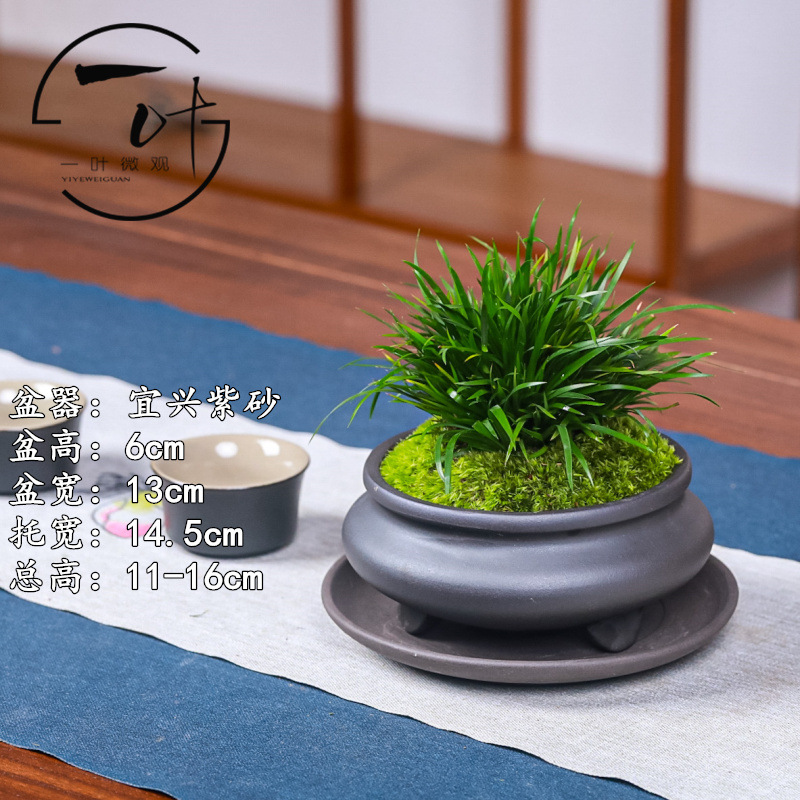 茶桌上放的花金钱菖蒲盆景小盆栽办公室茶桌摆件净化空气室内微景