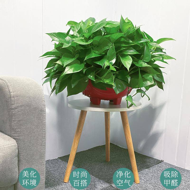 长藤绿萝盆栽室内hhn56563植物吸除甲大盆绿箩吊大型垂花卉醛客绿