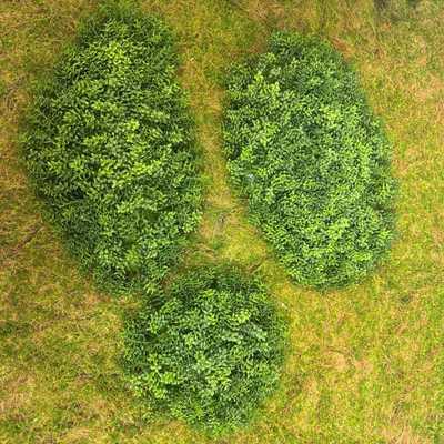 仿真松绿植金钱米草兰假草仿真草块蓬草人造草坪草块园林景观造景